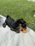 York yorkshire terrier szczeniaki