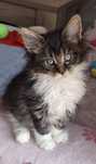 Maine coon kotka z rodowodem