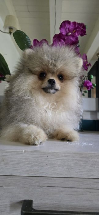 Szpic miniaturowy pomeranian cudowny