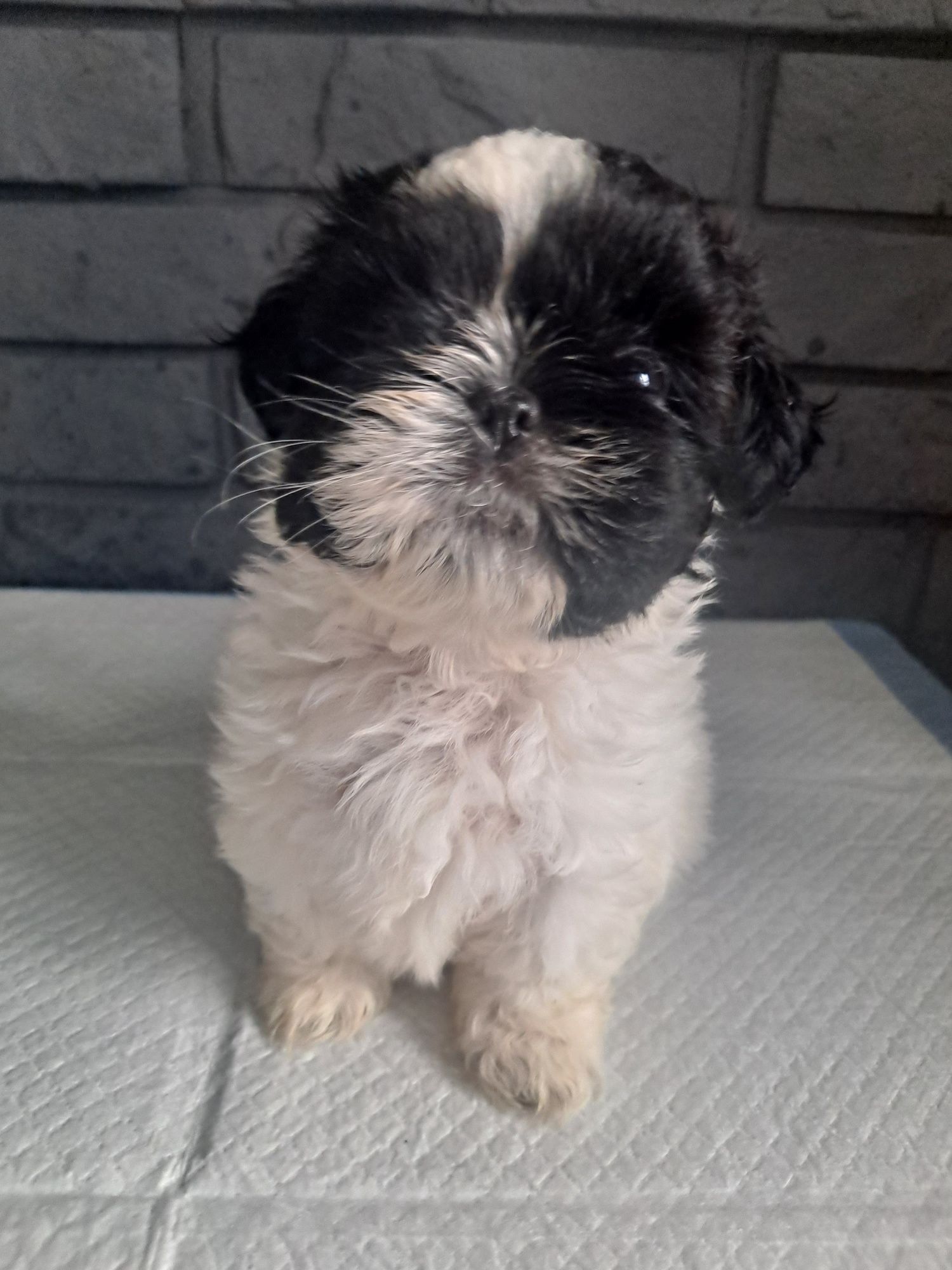 Śliczna Shih tzu z genem czekoladowym.Juz do odbioru.
