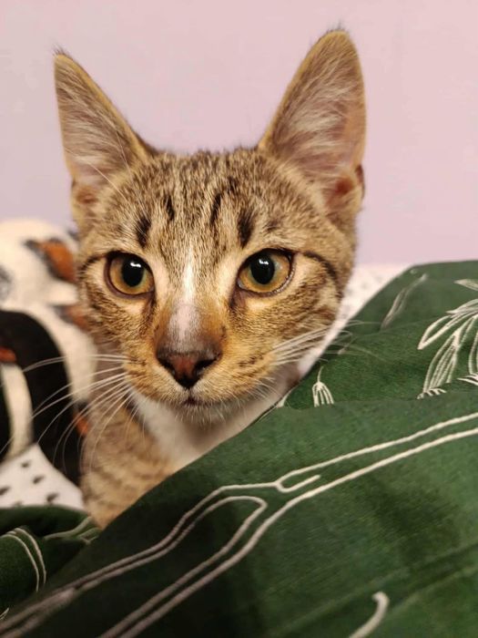 Kotek Tymianek do adopcji