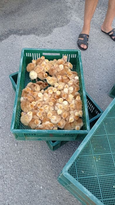 Бролери та м'ясо яєчні курчата