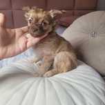 Piesek chihuahua chłopczyk