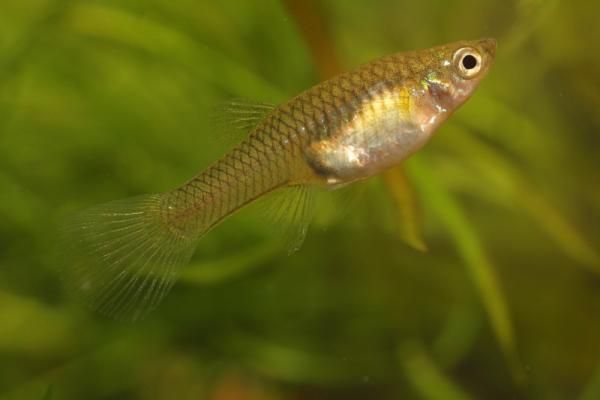 gupiki Endlera z akwarium domowego + male glonojady