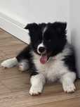 Piesek Border Collie FCI gotowy do zmiany domu