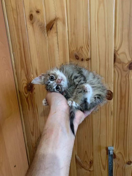 ДІВЧИНКА (1,5міс) шукає РОДИНУ!