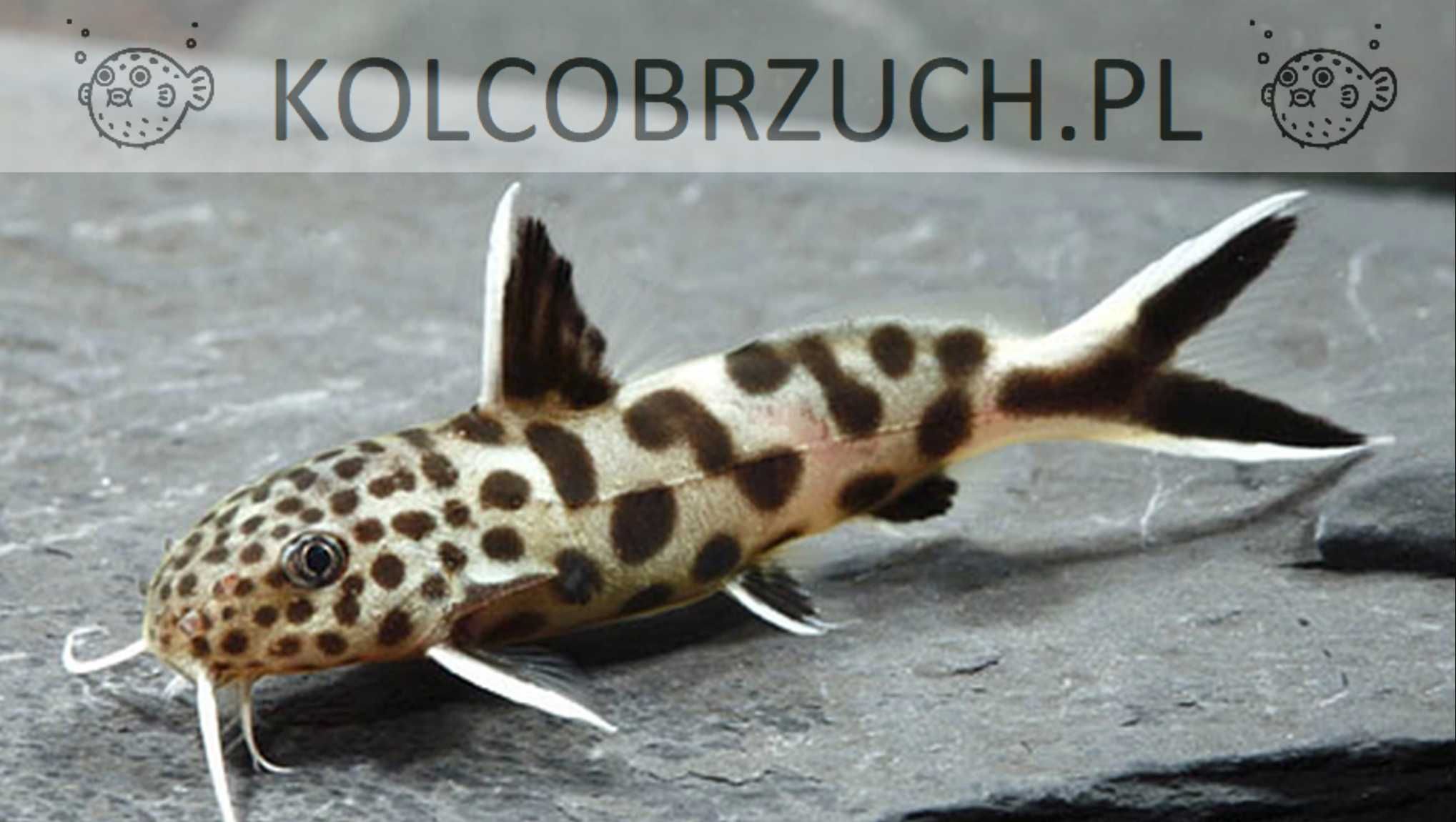 Giętkoząb czarnopłetwy - Synodontis petricola - mały sumik. Wysyłka