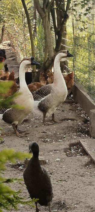 Sprzedam gęś garbonosą