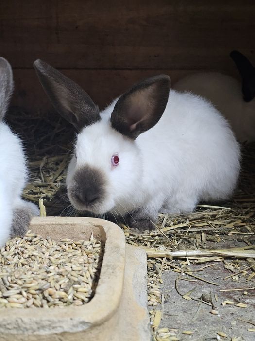 Młode króliki KC i BOS