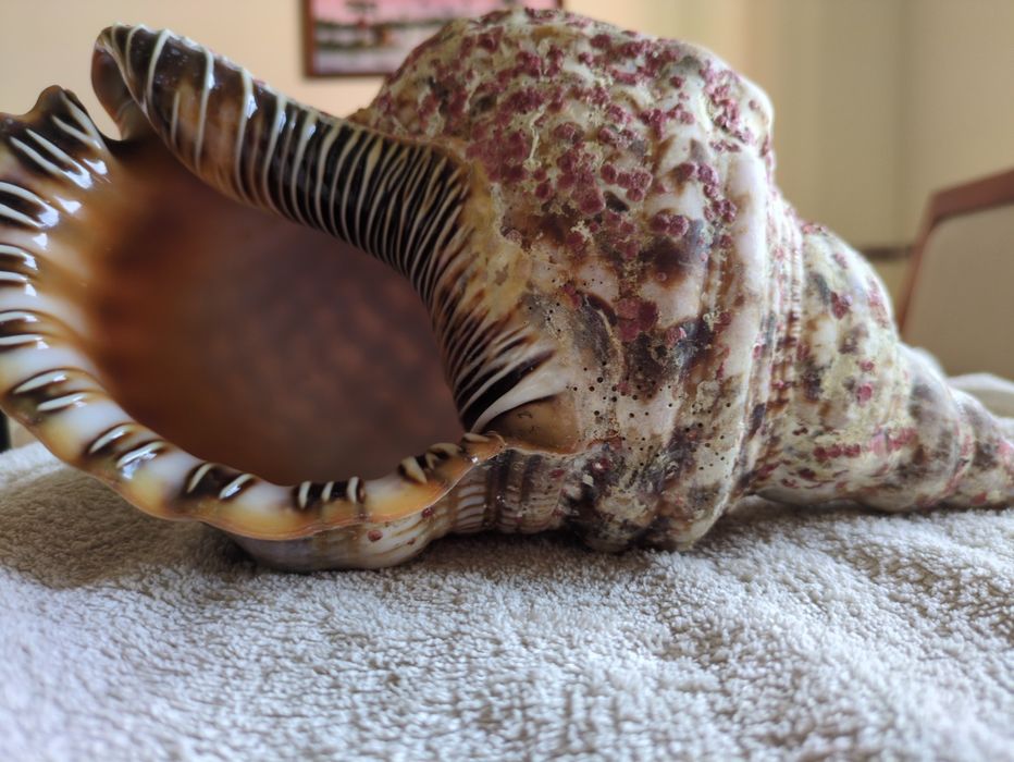 Búzio-Trompeta ou Tritão-Gigante