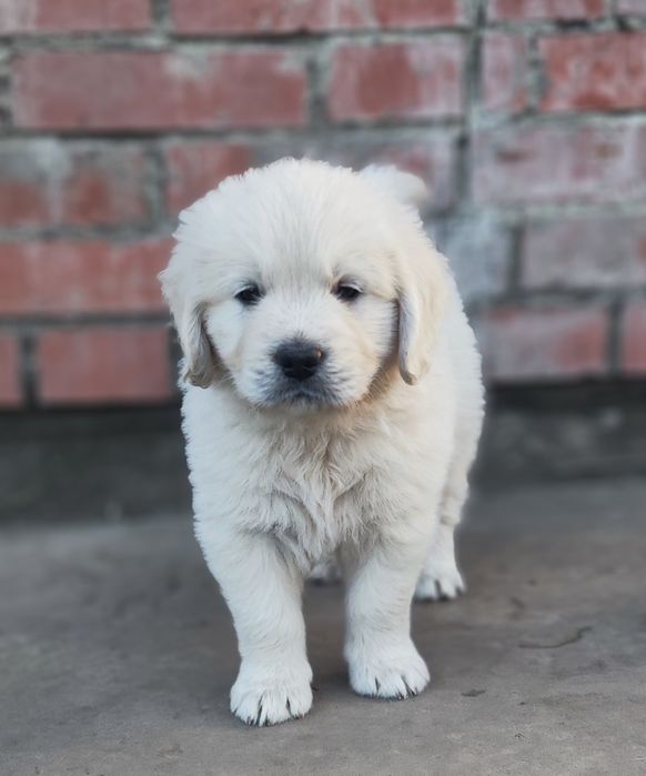 Золотистий ретривер golden retriever