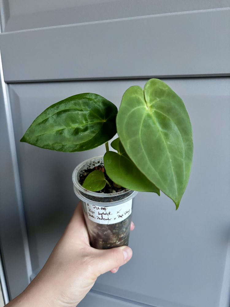 A. Papi hybrid x Dark Phoenix x Papi elongated