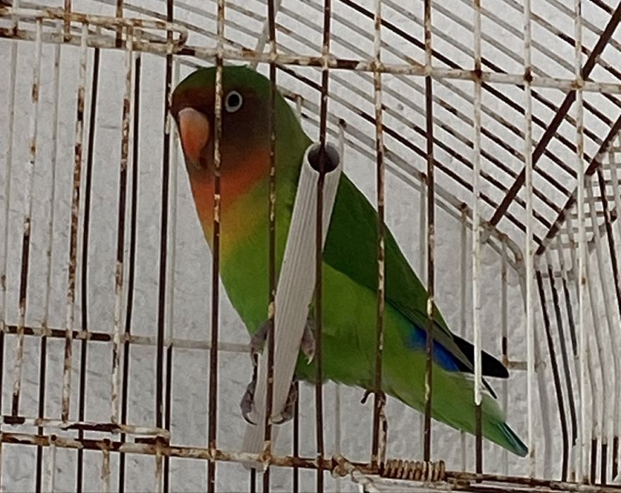 Vendo agapornis fisher