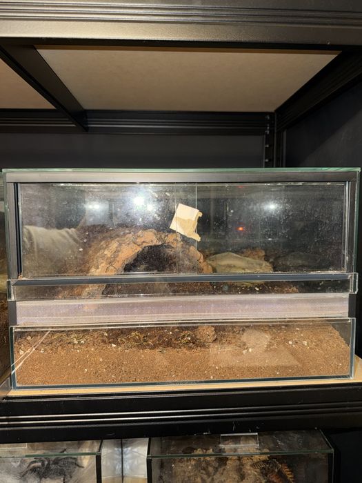 Xenesthis sp Bright 7 dc samica