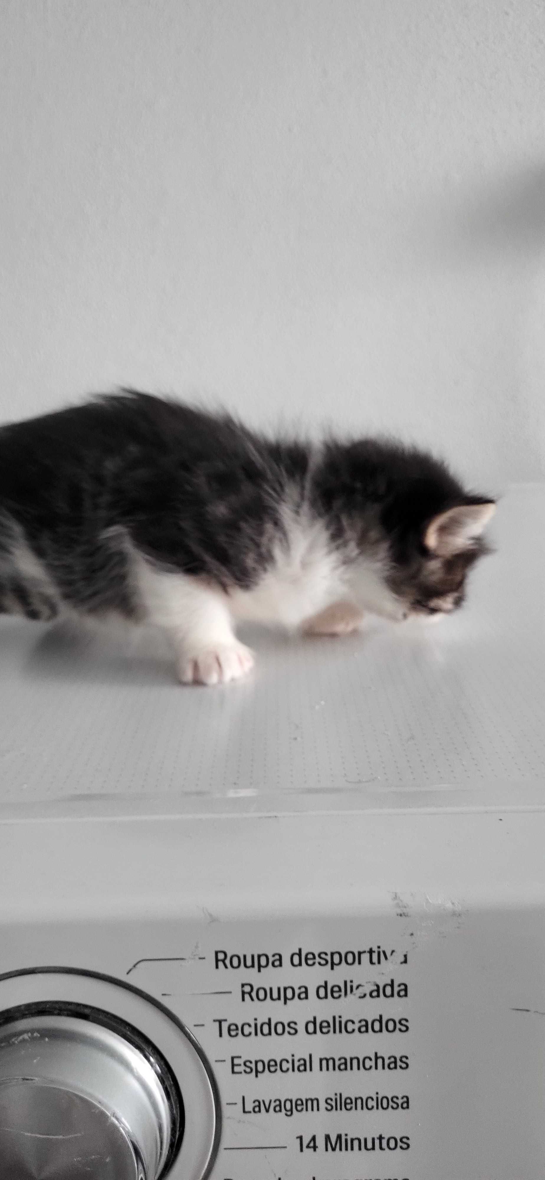 Gatos para adopção