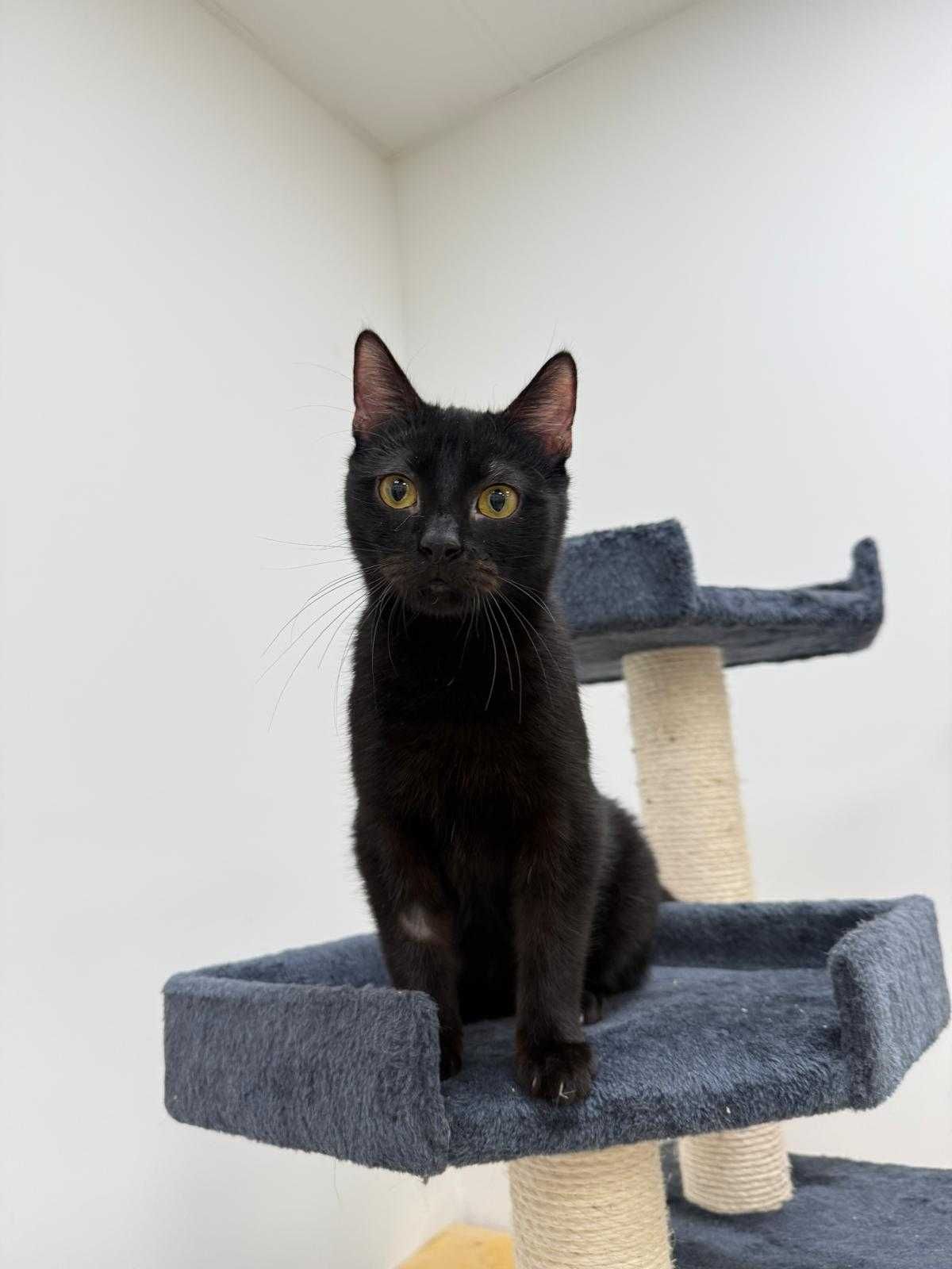 Lucek - młody, przyjazny kocurek do adopcji!