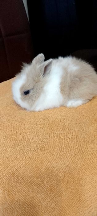 Króliczki miniaturki