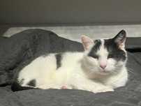 Koteczka do adopcji