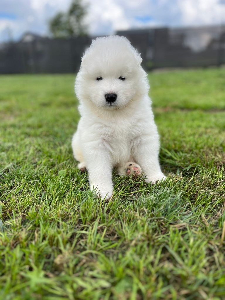Samoyed szczeniak FCI