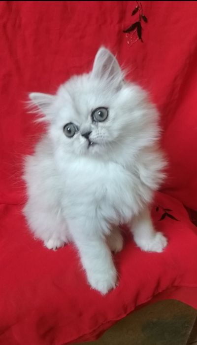 Серебристый котёнок девочка 2 месяца хайленд