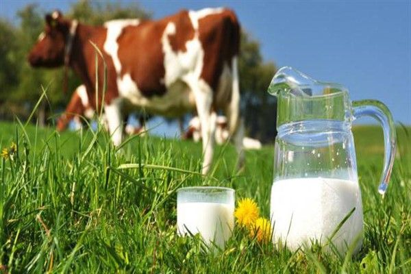 Сухе молоко для тварин ЗЦМ корм для телят і поросят 25 кг