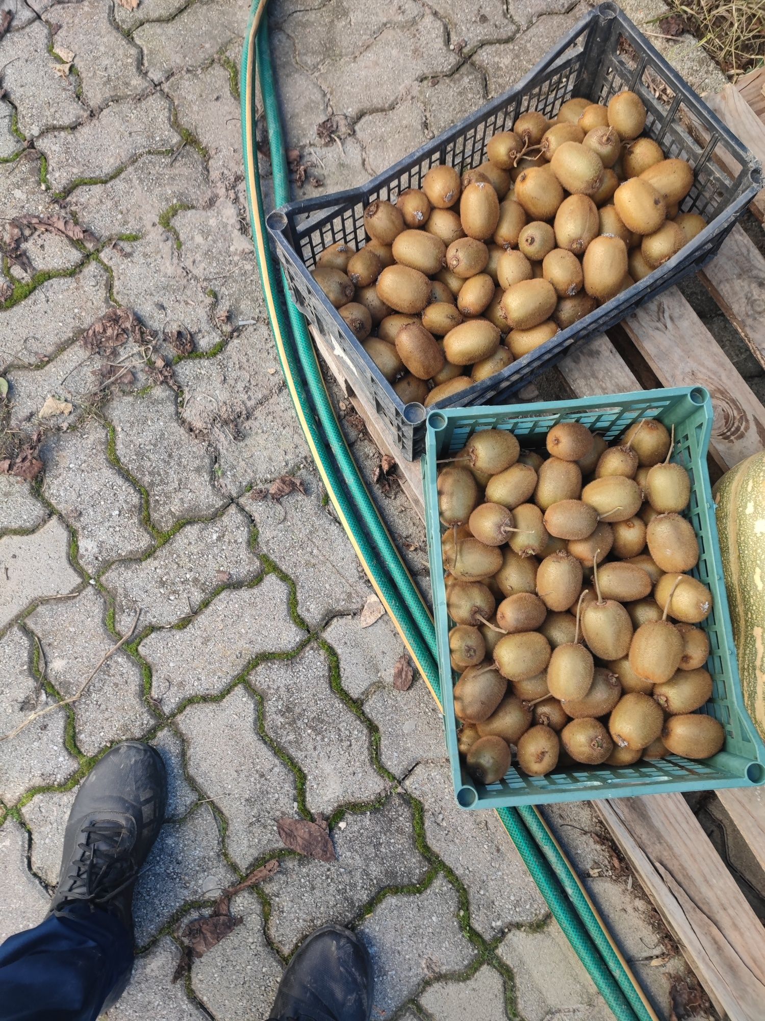 Fruta : Kiwis 100% biologicos