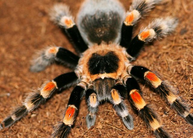Красивый паук тарантул для новичков тренд нового года подарок