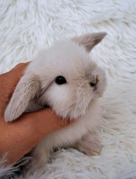 DO ODBIORU Mini lop Hodowla Króliki karzełki TEDDY królik  miniaturka