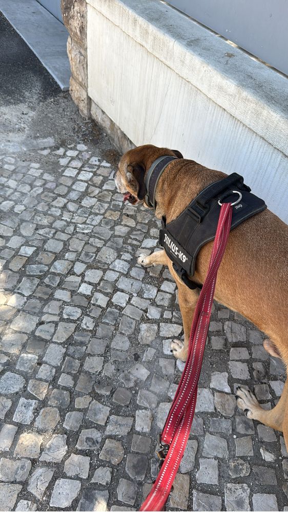 Petsitter/ Dog Walker - Oeiras (Figueirinha e Forum Oeiras)