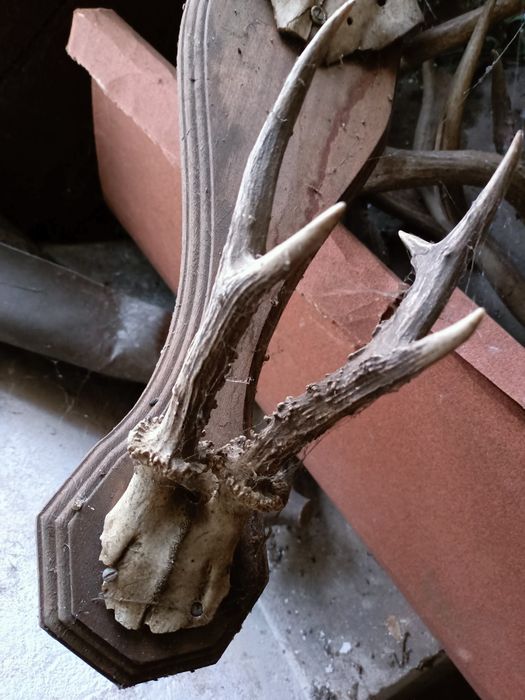 Poroże na desce poroża