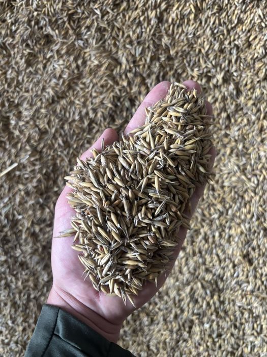 Mieszanka zbożowa z tego roku