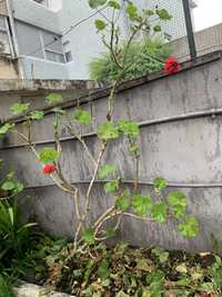 Flor do jardim com raiz