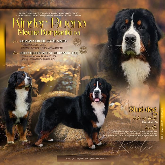 Reproduktor Berneński Pies Pasterski ZKwP/FCI