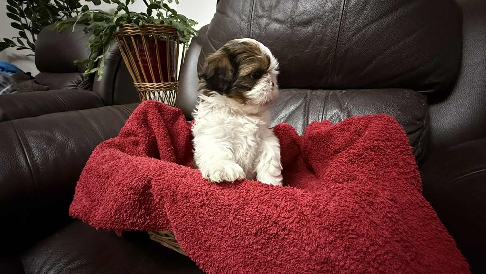 Piesek szczeniaczek shih tzu z rodowodem