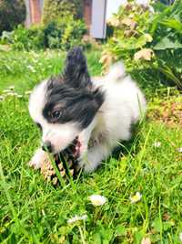 Papillon Spaniel Kontynentalny ZKwP. Komplet badań genetycznych