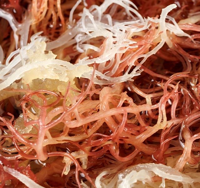 SEA MOSS  produto natural