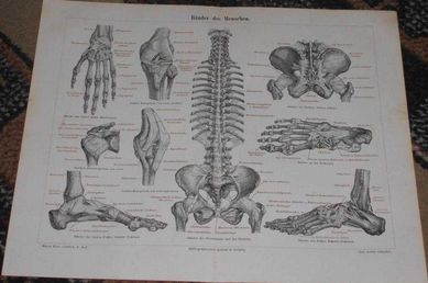 Układ kostny - Medycyna   oryginalna XIX w. grafika