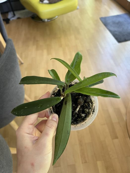 Hoja hoya shepherdii