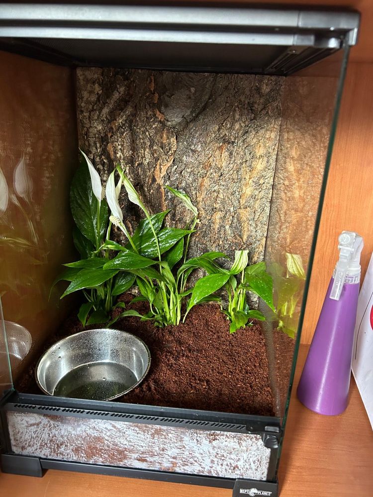 Rzekotki Polypedates-Leucomystax razem z terarium