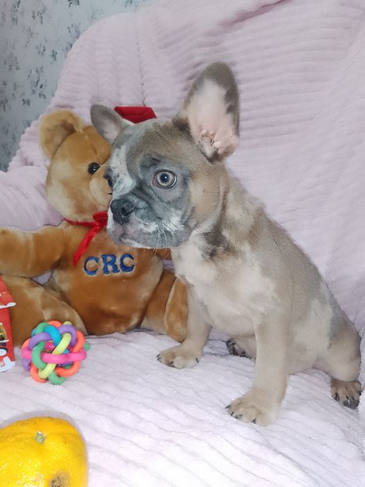 Щенки французики