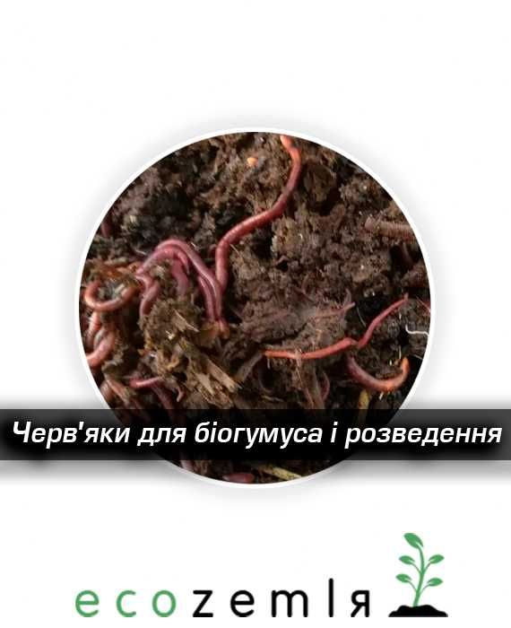 Каліфорнійскі черви аналог старатель для рибалки і біогумуса — 1500шт