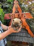 szpic miniaturowy pomeranian piesek