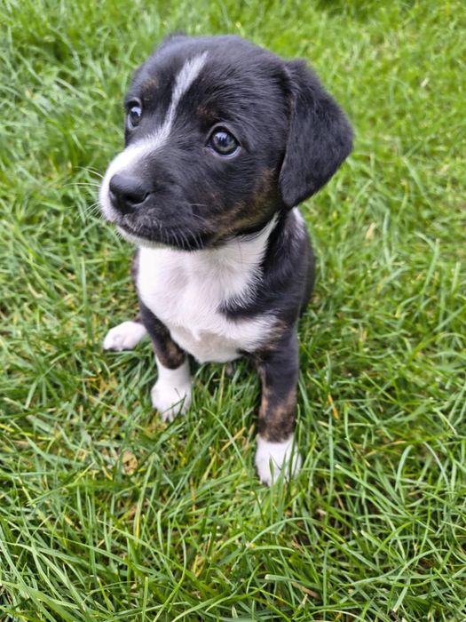 Oddam pieski  za darmo