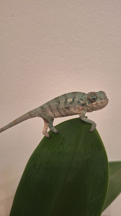 Kamelon lamparci