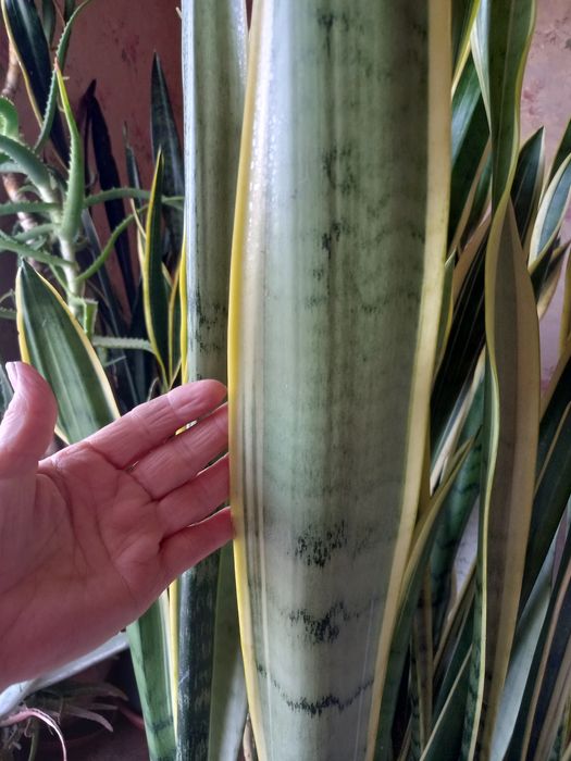 Сансевєрії  різних сортів. Декоративнолистні