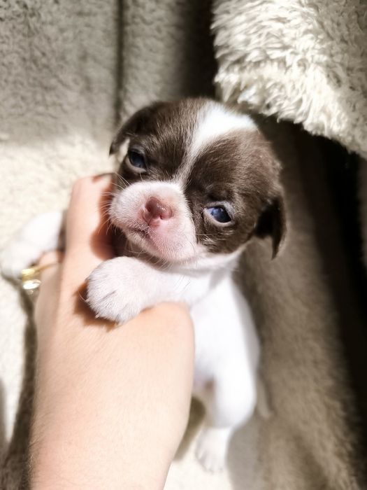 Chihuahua  Super Mini. Menina. Branco e chocolate .Cabeça de maçã.