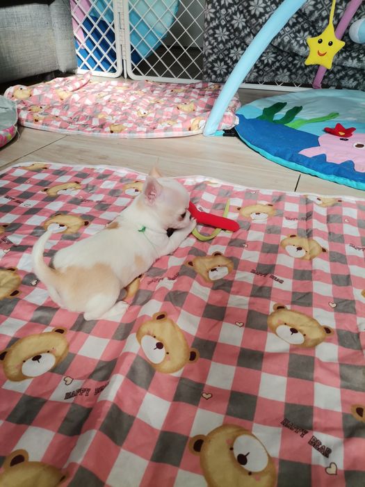Chihuahua piesek  FCI