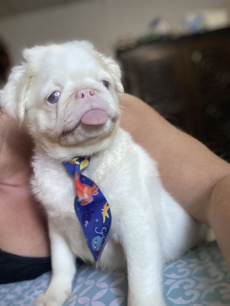PUG PINK FLUFFY (pêlo longo)