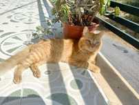 Gatos para adoção