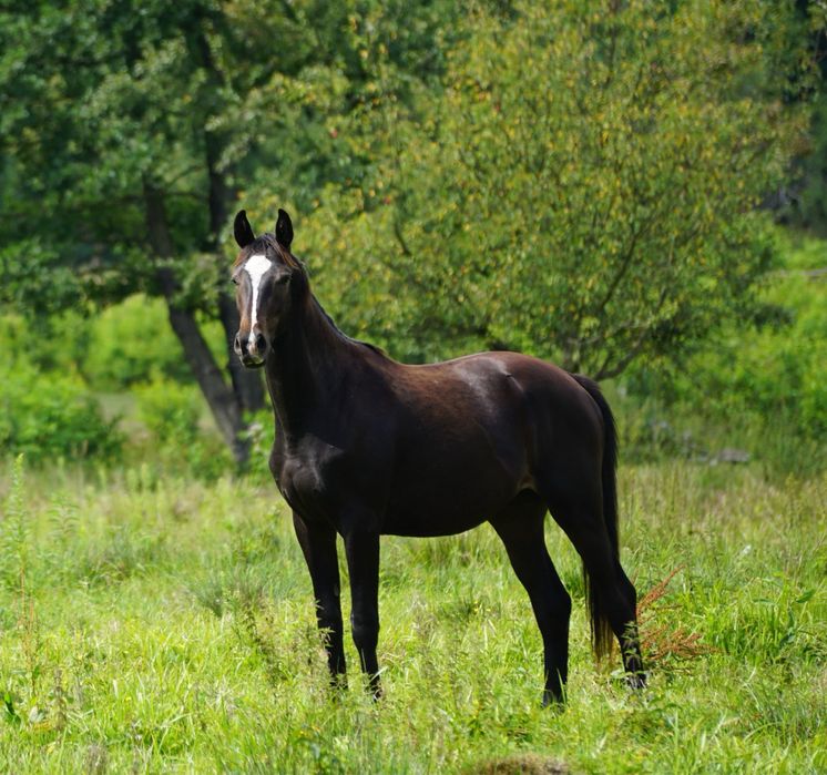 Wałaszek prawie 2 letni dotacyjny wielkopolski